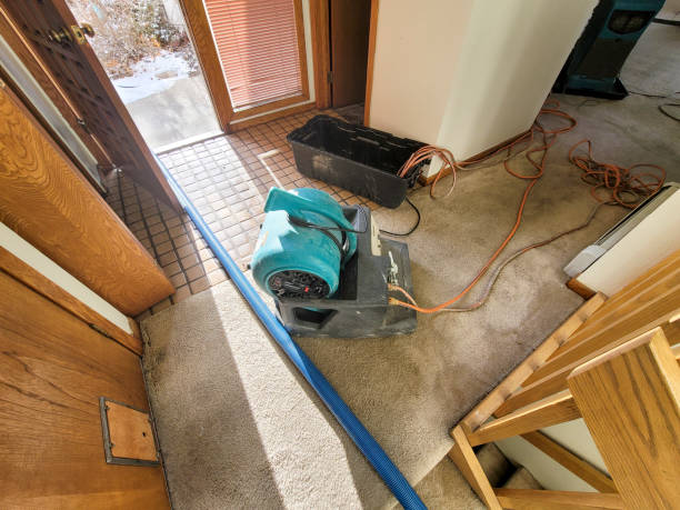 Best Mold removal after water damage  in Laguna Heights, TX