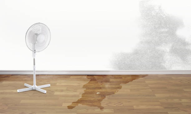 Best Local water damage restoration  in Laguna Heights, TX